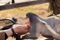 Pigeon Eating Corn From a Woman`s Hand
