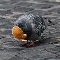 A pigeon eating leftover bread Royalty Free Stock Photo