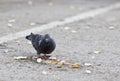 Pigeon Eating Peels And Leftover Food