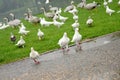 Pigeon running