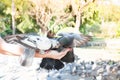 Pigeon eating from woman hand on the park,feeding pigeons in the park at the day time,Feed the birds Royalty Free Stock Photo