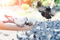 Pigeon eating from woman hand on the park,feeding pigeons in the park at the day time,Feed the birds Royalty Free Stock Photo