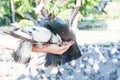 Pigeon eating from woman hand on the park,feeding pigeons in the park at the day time,Feed the birds Royalty Free Stock Photo