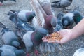 Pigeon eating from woman hand on the park,feeding pigeons in the park at the day time Royalty Free Stock Photo