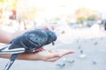 Pigeon eating from woman hand on the park,feeding pigeons in the park at the day time Royalty Free Stock Photo