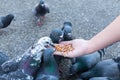 Pigeon eating from woman hand on the park,feeding pigeons in the park at the day time Royalty Free Stock Photo