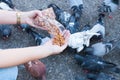 Pigeon eating from woman hand on the park,feeding pigeons in the park at the day time Royalty Free Stock Photo