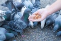 Pigeon eating from woman hand on the park,feeding pigeons in the park at the day time Royalty Free Stock Photo
