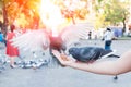 Pigeon eating from woman hand on the park,feeding pigeons in the park at the day time Royalty Free Stock Photo