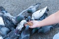 Pigeon eating from woman hand on the park,feeding pigeons in the park Royalty Free Stock Photo