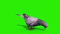 Pigeon Eats Green Screen 3D Rendering Animation