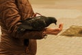 Pigeon eats from his hand the grain