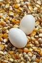Pigeon egg Royalty Free Stock Photo