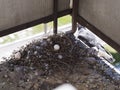 Pigeon egg on the balcony Royalty Free Stock Photo