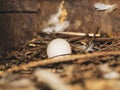 Pigeon egg in bird`s nest. Bird nest white dove pigeon eggs lay on the nest in morning sunlight. Pigeon egg in the nest. Royalty Free Stock Photo