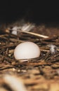 Pigeon egg in bird`s nest. Bird nest white dove pigeon eggs lay on the nest in morning sunlight. Pigeon egg in the nest. Royalty Free Stock Photo