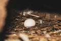 Pigeon egg in bird`s nest. Bird nest white dove pigeon eggs lay on the nest in morning sunlight. Pigeon egg in the nest. Royalty Free Stock Photo