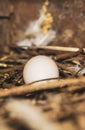 Pigeon egg in bird`s nest. Bird nest white dove pigeon eggs lay on the nest in morning sunlight. Pigeon egg in the nest. Royalty Free Stock Photo