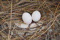 Pigeon egg on the nest Royalty Free Stock Photo