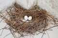 Pigeon egg on the nest Royalty Free Stock Photo