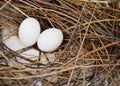 Pigeon egg on the nest Royalty Free Stock Photo