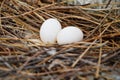 Pigeon egg on the nest Royalty Free Stock Photo
