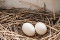 2 pigeon eggs in bird`s nest Royalty Free Stock Photo