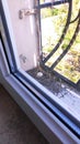 Pigeon eggs at the window of apartment Royalty Free Stock Photo