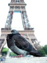 Pigeon at Eiffel tower Royalty Free Stock Photo