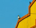 Pigeon enjoys her magic hour stroll in Indian cityscape.