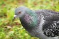 Pigeon face to face.Rock Pigeons crowd streets and public squares, living on discarded food and offerings of birdseed