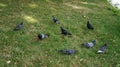 Pigeon family resting on the grass