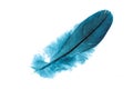 A pigeon feather blue on a white isolated background Royalty Free Stock Photo