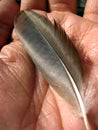 Pigeon feather in palm of hand