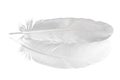 Pigeon feather on white Royalty Free Stock Photo