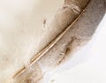 pigeon feather white and black grey and brown close up with water dew droplets on white background Royalty Free Stock Photo