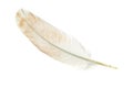 A pigeon feather on a white isolated background Royalty Free Stock Photo