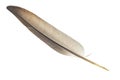 A pigeon feather on a white isolated background Royalty Free Stock Photo