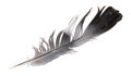 A pigeon feather on a white isolated background Royalty Free Stock Photo