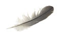 A pigeon feather on a white isolated background Royalty Free Stock Photo