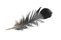 a pigeon feather on a white isolated background Royalty Free Stock Photo