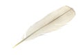 A pigeon feather on a white isolated background Royalty Free Stock Photo