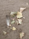 A pigeon feather and yellow autumn leaves on the ground