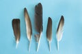 Pigeon Feathers on a Blue Background Royalty Free Stock Photo