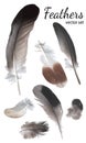 Pigeon Feathers Collection, High Quality Vector