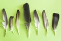 Pigeon feathers on green background