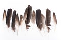 Pigeon feathers Royalty Free Stock Photo