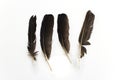 Pigeon feathers Royalty Free Stock Photo