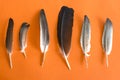 Pigeon feathers on an orange background