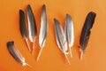 Pigeon feathers on an orange background